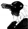 Rabbit or women?